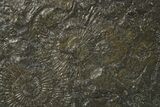 Jurassic Ammonite (Harpoceras) Fossil - Posidonia Shale, Germany #264531-2